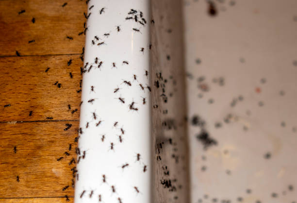 Reliable Auburn, IN Pest Control Solutions